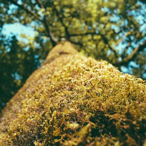 Zinc-Plated Self-Tapping Screw