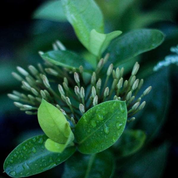 Zinc-Plated Flat Washer