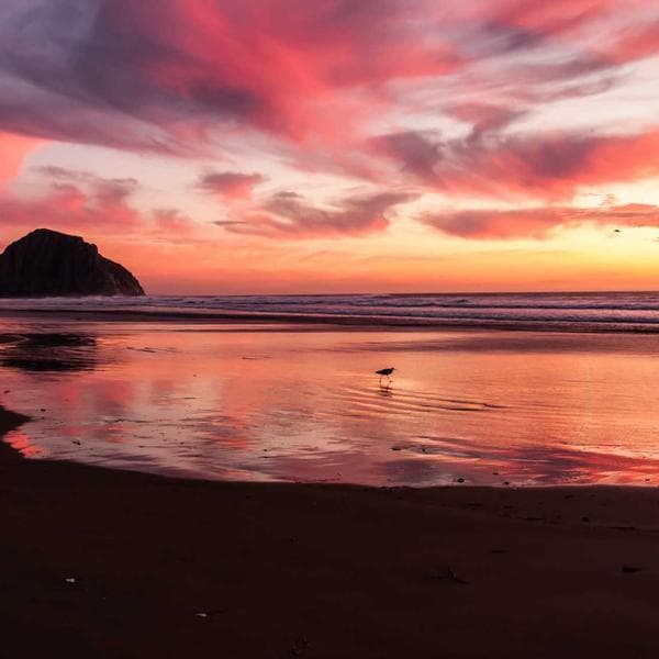 Commercial Floor Cleaner