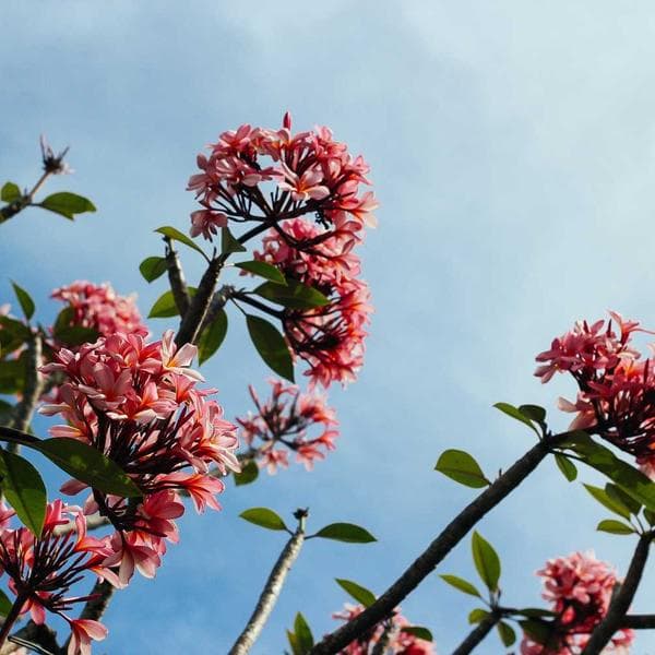 Industrial Concrete Cleaner