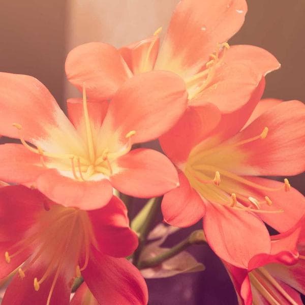 Commercial Trash Bag 55 Gal