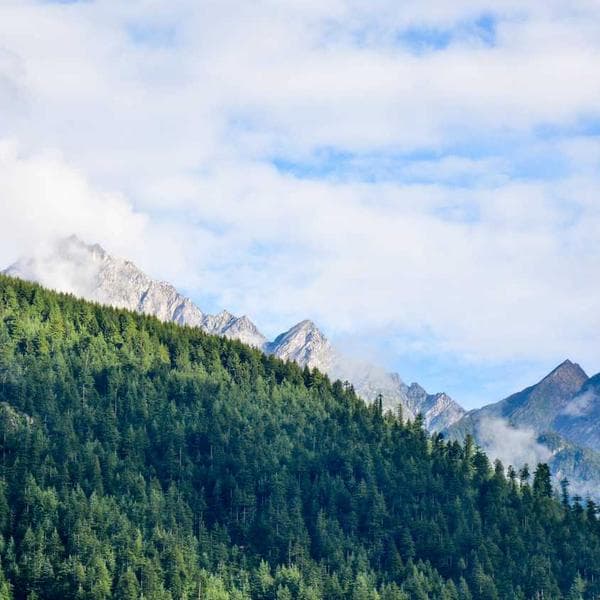 Economy Padded Mailer