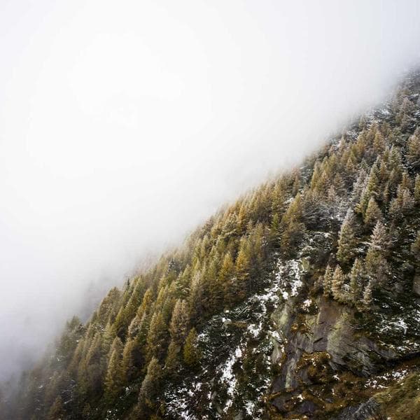 Standard Bubble Wrap 24in