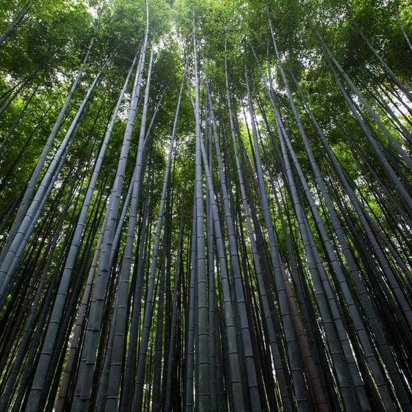 Standard Edge Protector