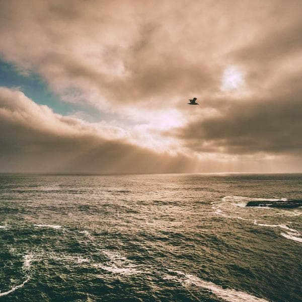 Economy Bundling Wrap