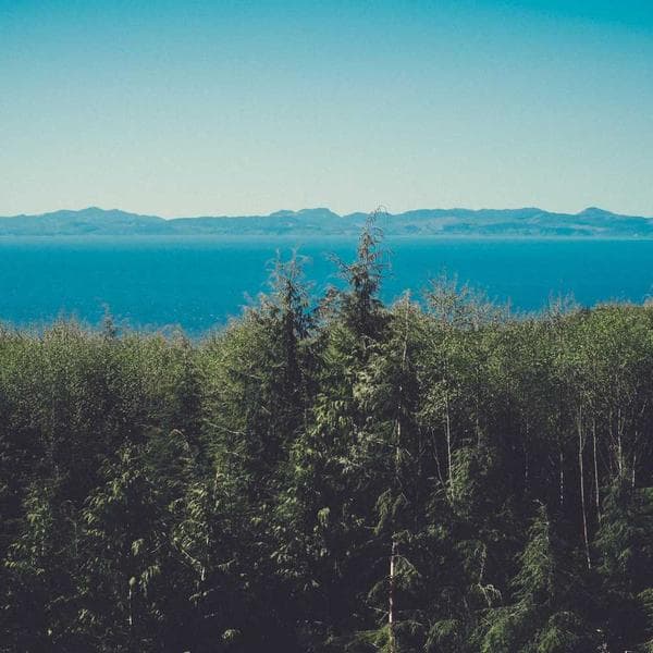 Economy Tape Dispenser