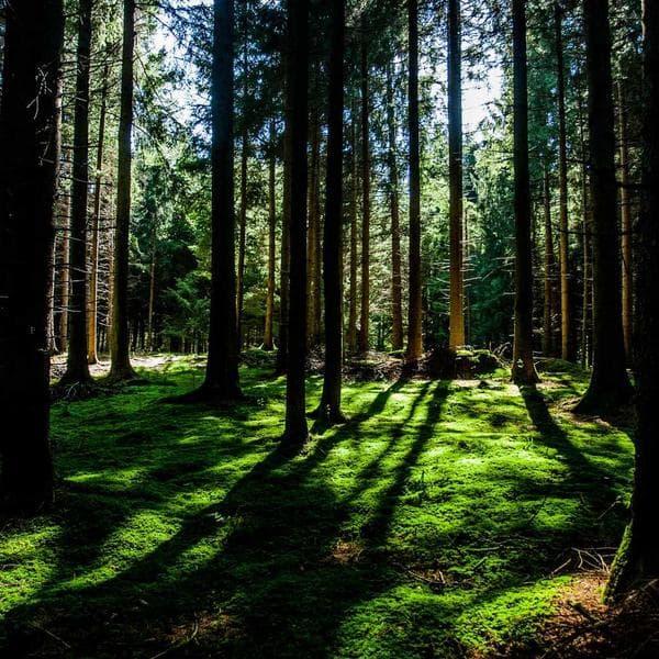 Heavy-Duty Adjustable Wrench