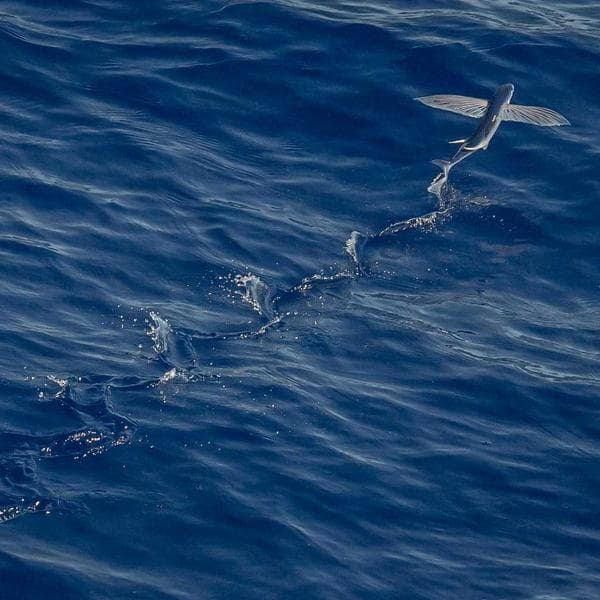 Professional Tape Measure 35ft