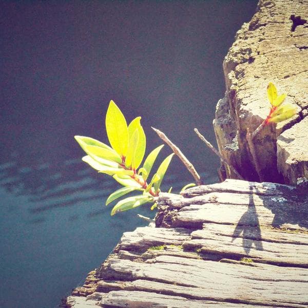 Professional Coping Saw