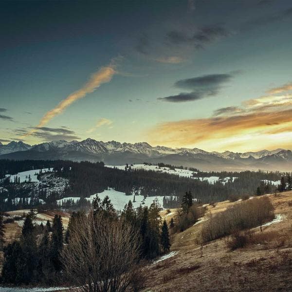 Professional Nail Puller