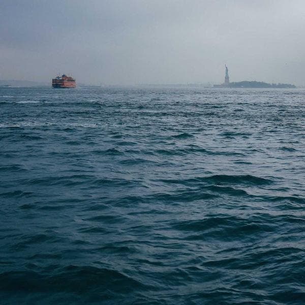 Professional Cat's Paw