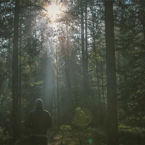 Heavy-Duty Cat's Paw