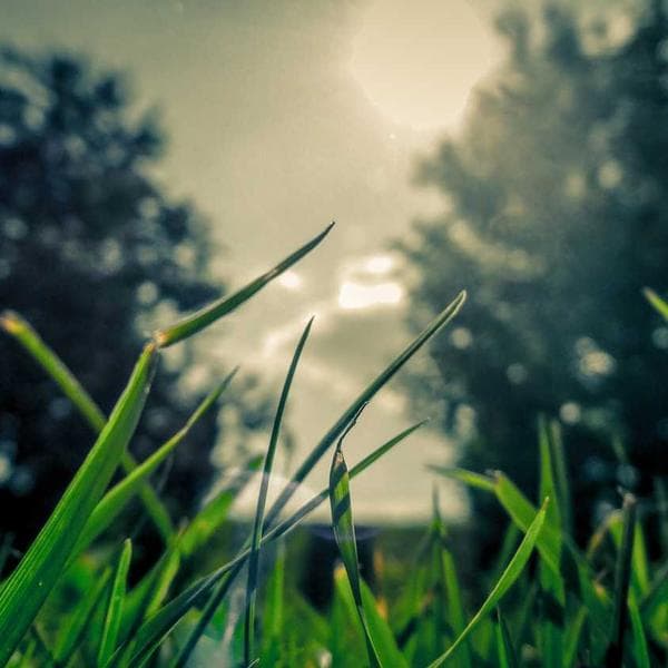 Economy Anchor Strap