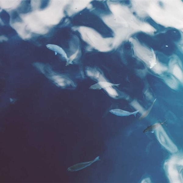 Premium Lockout Padlock